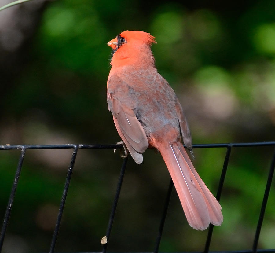 Cardinal on A Fence Photograph by Tom Wurl