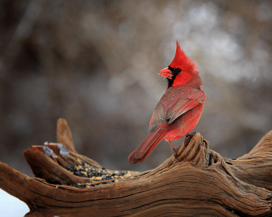 Cardinal On A Log Photograph by Bill Wakeley