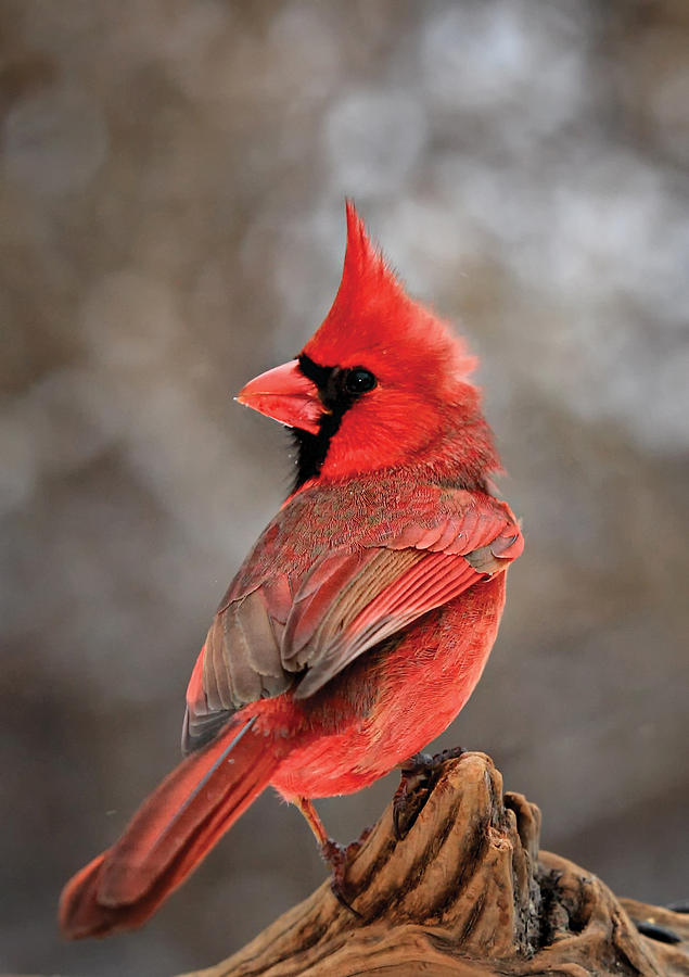 Cardinal On A Log Portrait Photograph by Bill Wakeley