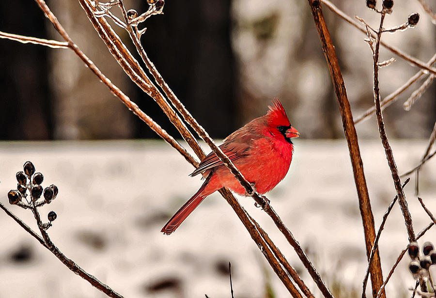 Cardinal on a Winter Day II Photograph by Michael Whitaker