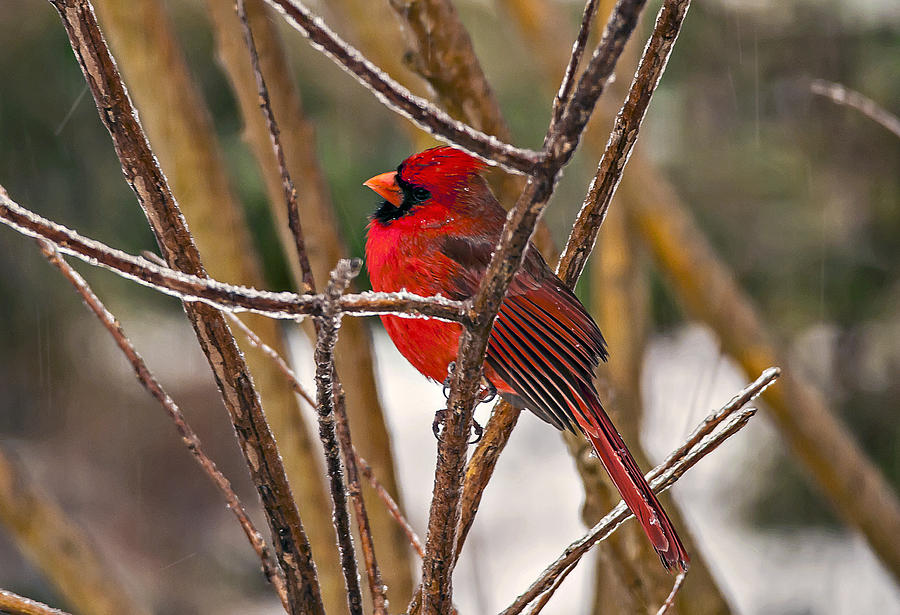 Cardinal on a Winter Day Photograph by Michael Whitaker