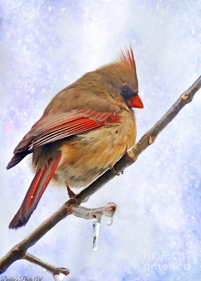 Cardinal on an Icy twig - Digital Paint Photograph by Debbie Portwood