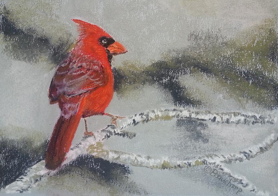 Cardinal on Branch Pastel by Nancy Beauchamp