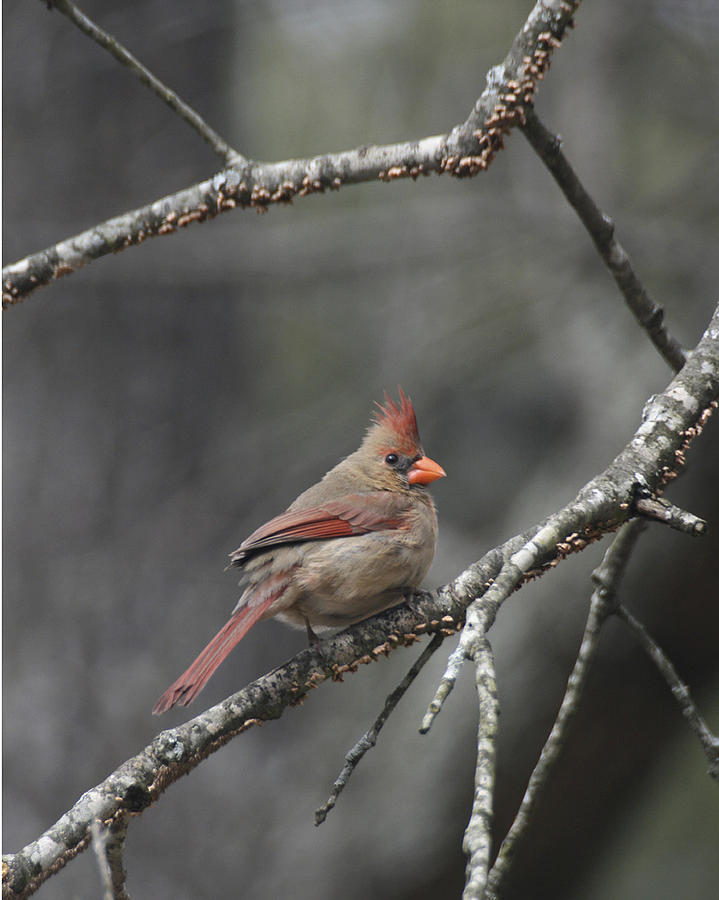 Cardinal on Branch Photograph by Robert Camp
