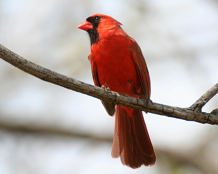 Cardinal on Branch Photograph by William Selander