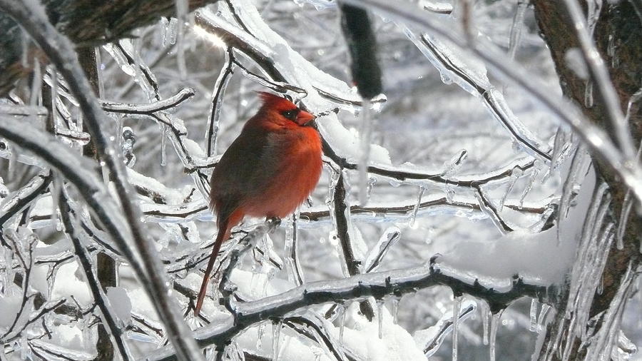 Cardinal on Ice Photograph by William Stewart