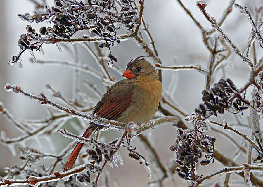 Cardinal on Icy Branches Photograph by Sandy Keeton