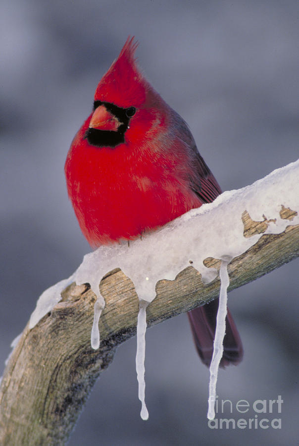 Cardinal On Icy Tree Branch Photograph by Larry West