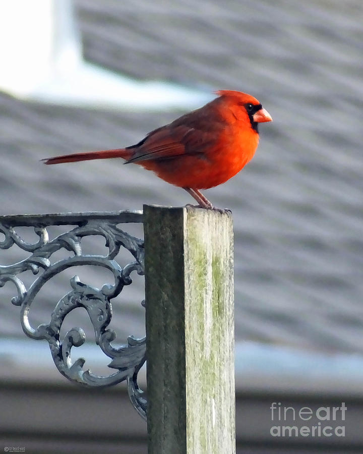 Cardinal on Pole Photograph by Lizi Beard-Ward