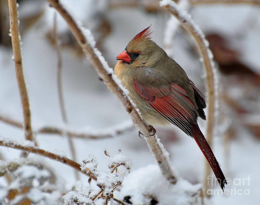 Cardinal on Snow-Covered Hydraganea Photograph by Maureen Cavanaugh Berry