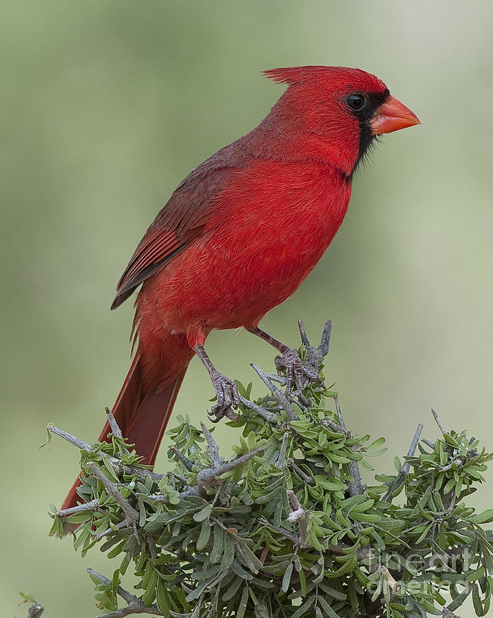 Cardinal on Tree Photograph by Barbara Rabek - Fine Art America