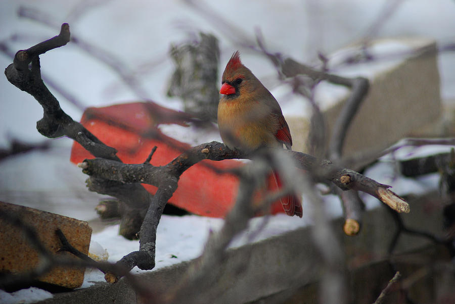 Cardinal Out on a Limb Photograph by Wanda Jesfield