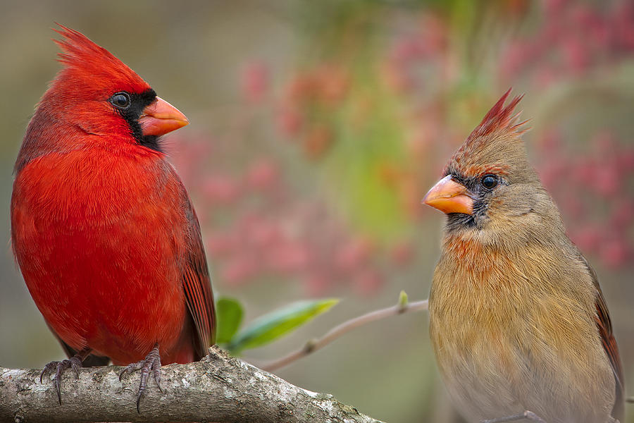 Bird Photograph - Cardinal Pair by Bonnie Barry