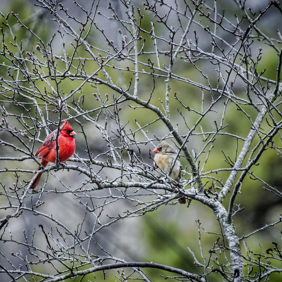 Cardinal Pair Photograph by Heather Applegate