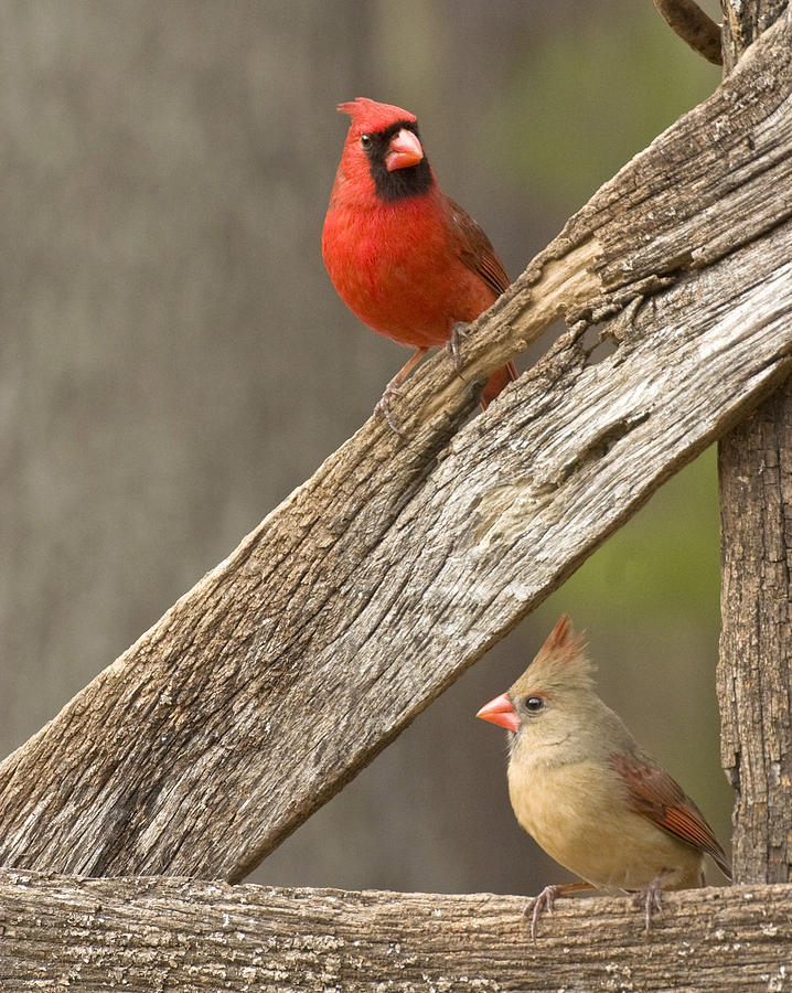 Cardinal pair on an old wooden fence Photograph by Robert Camp