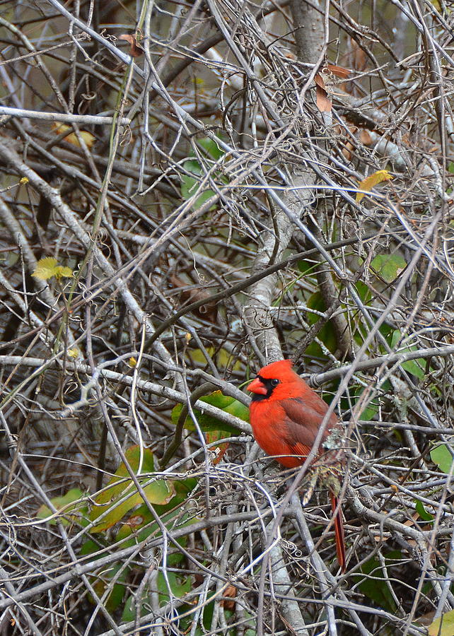 Male Cardinal Perched in Tangled Branches Photograph by Carla Parris