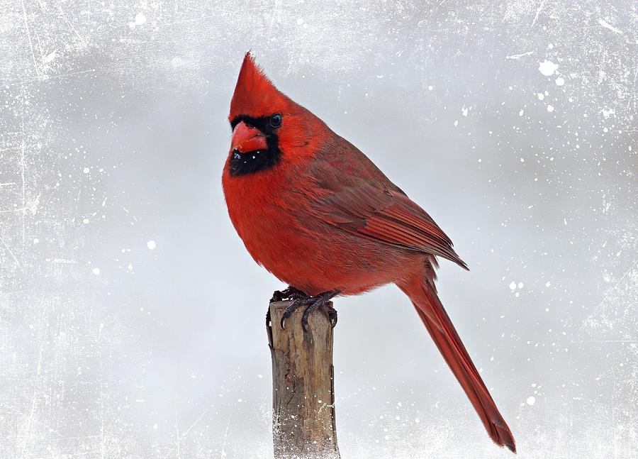 Cardinal Perching Photograph by Sandy Keeton