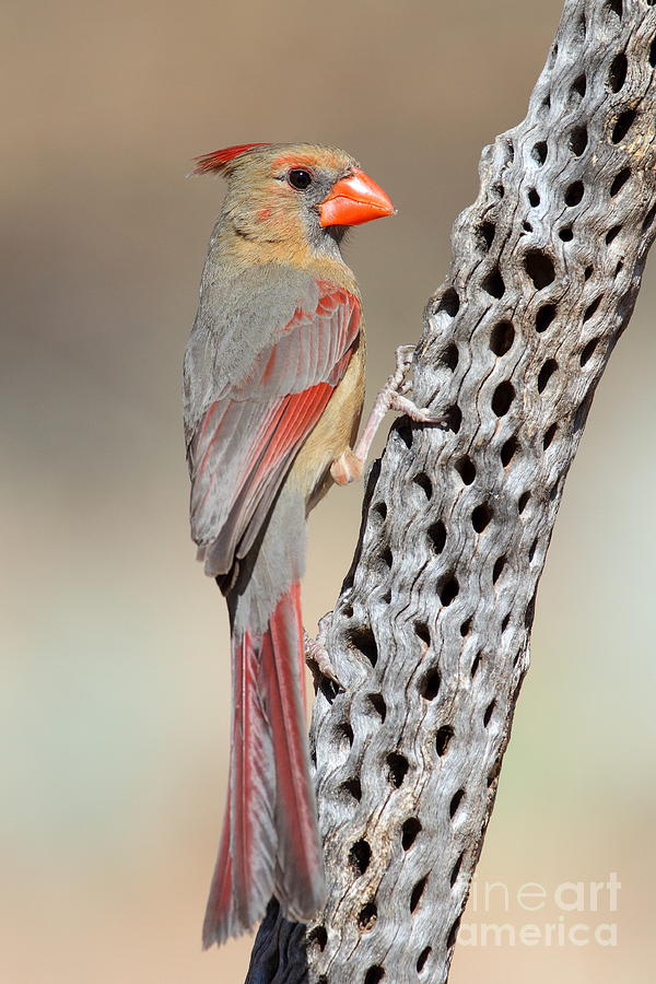 Cardinal posing Photograph by Bryan Keil