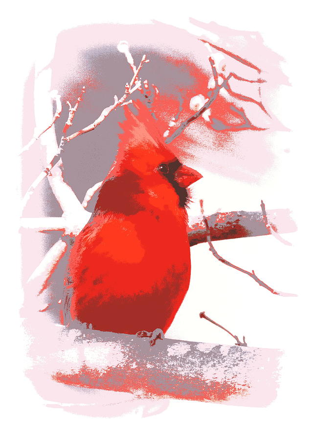 Cardinal - Poster - Print - Bird Photograph by Travis Truelove