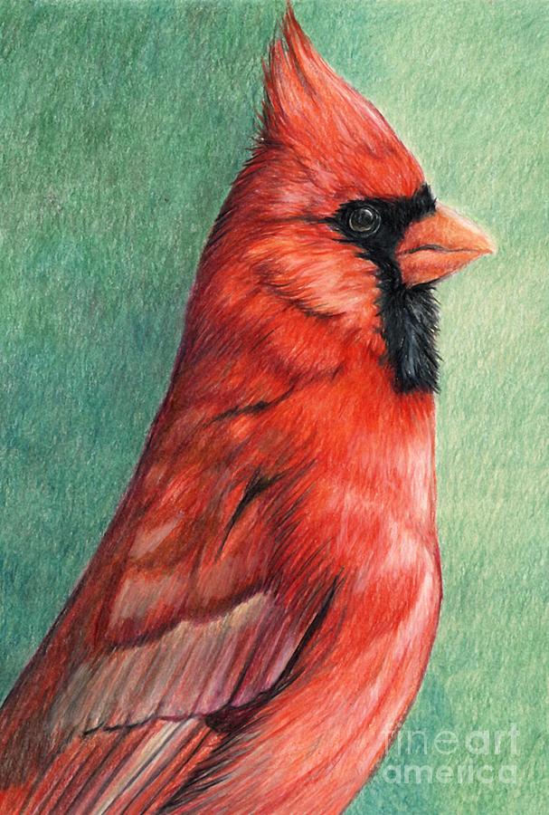 Cardinal Profile Drawing by Charlotte Yealey