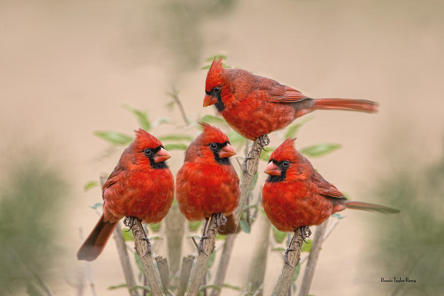 Cardinal Photograph - Cardinal Quartet by Bonnie Barry