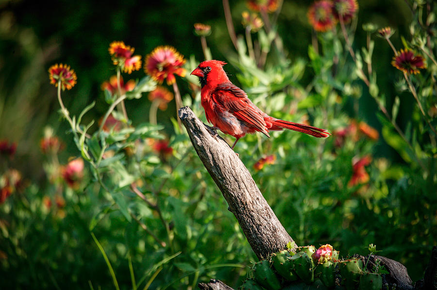 Cardinal Photograph by Randy Green