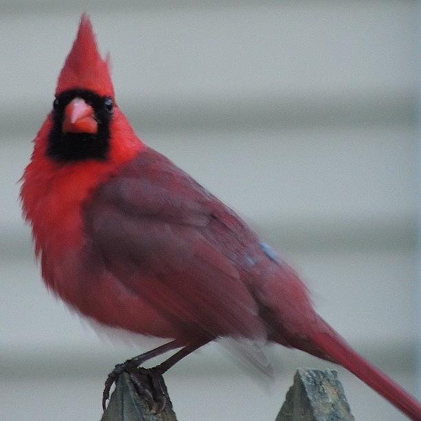 Wildlife Photograph - #cardinal #red #redbird #bird #birds by Robb Needham