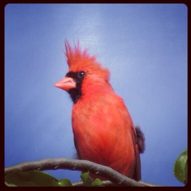 Wildlife Photograph - #cardinal #red #redbird #birds #bird by Robb Needham
