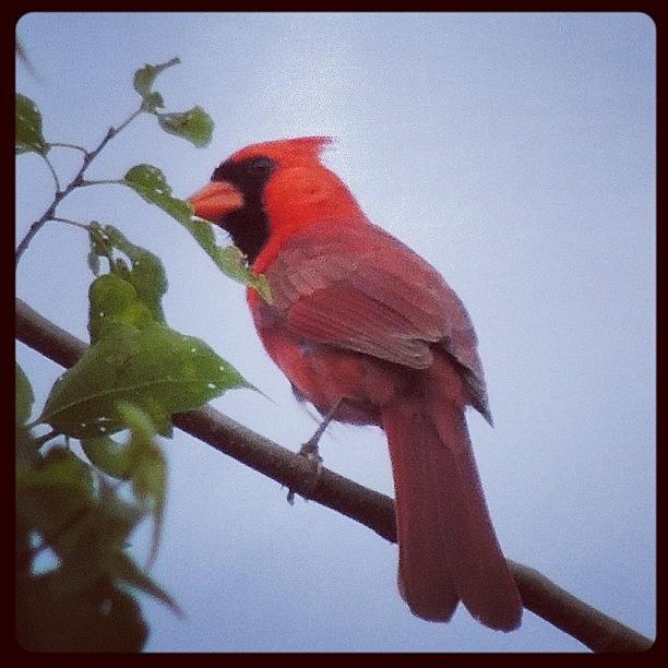 Wildlife Photograph - #cardinal #red #redbird #cultofbirds by Robb Needham