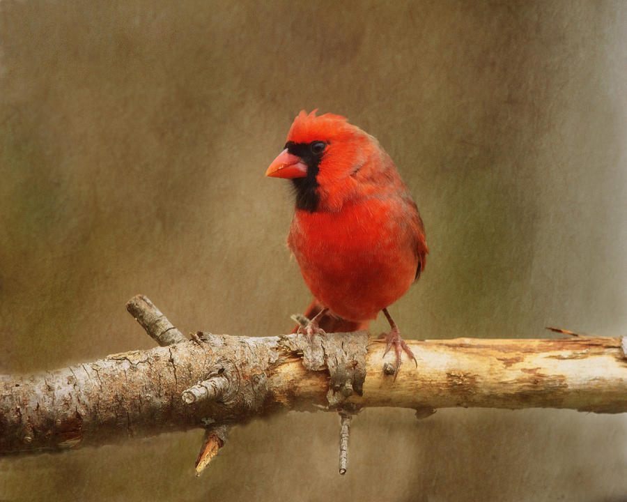 Cardinal Photograph - Cardinal Red by Sue Capuano