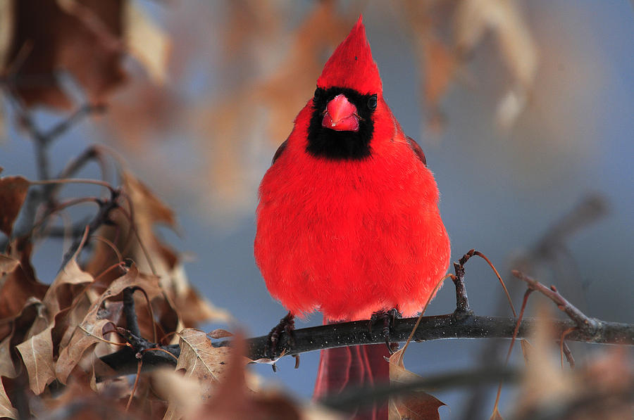 Cardinal Photograph - Cardinal rests in Oak Tree by Mike Martin
