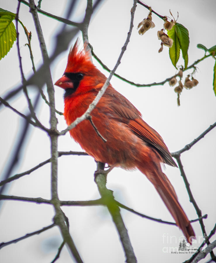 Cardinal Photograph by Ronald Grogan