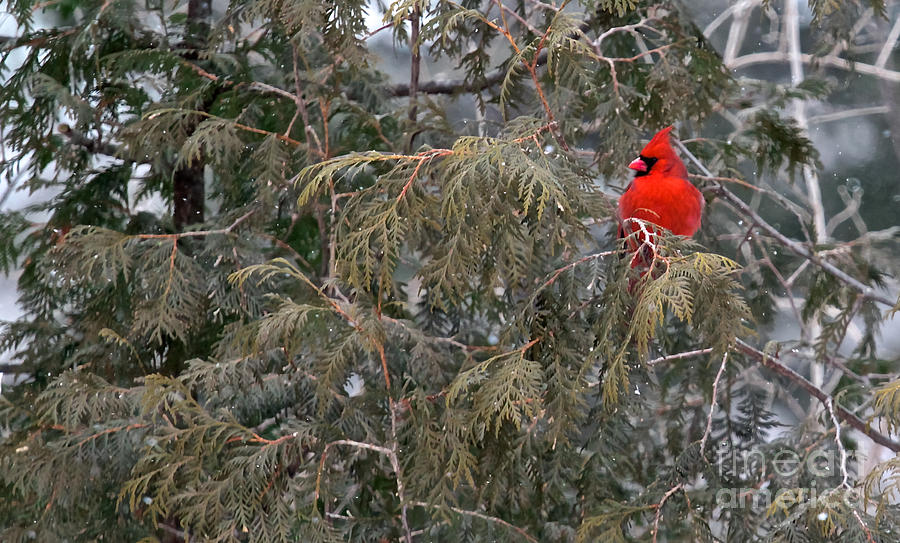 Cardinal Photograph by Rudy Viereckl