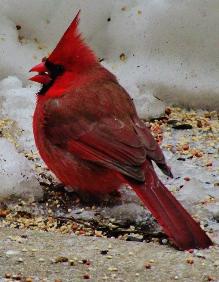 Bird Photograph - Cardinal Rule by Thomas  McGuire