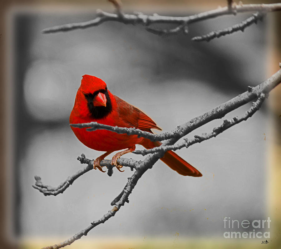 Cardinal Photograph - Cardinal by Sandra Clark