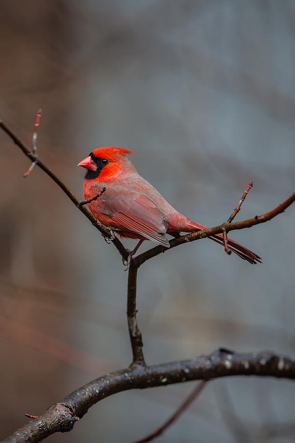 Cardinal Photograph - Cardinal Sing by John Haldane