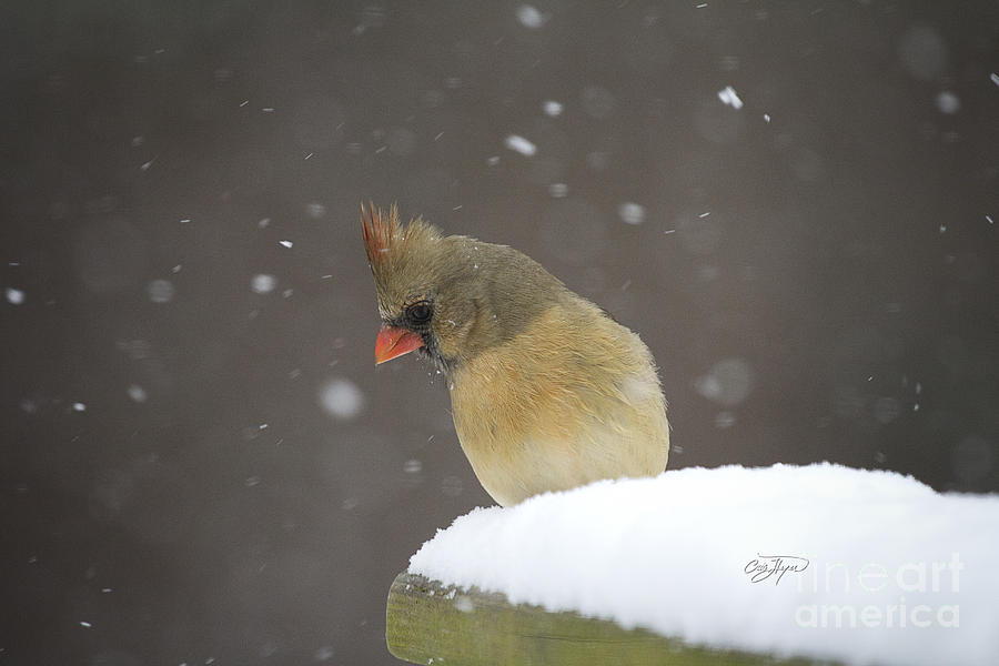 Cardinal Photograph - Cardinal Snow Bunny by Cris Hayes