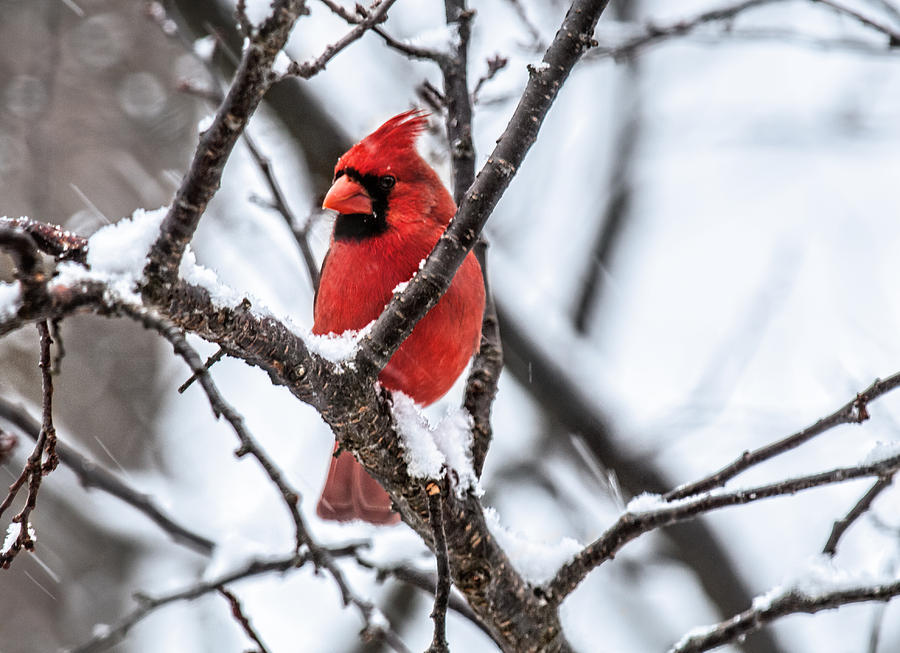 Cardinal Snow Scene Photograph by Lara Ellis