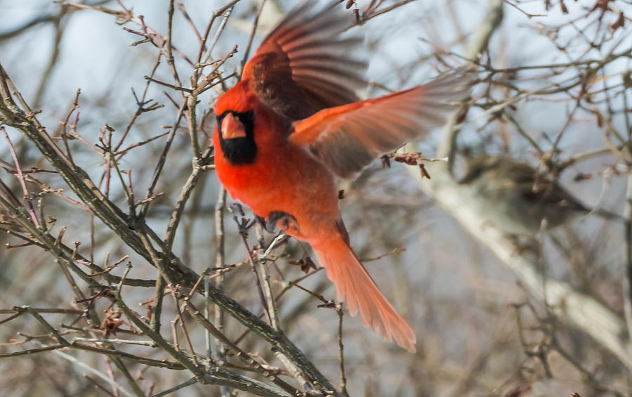 Cardinal Takes Off  Photograph by Holden The Moment