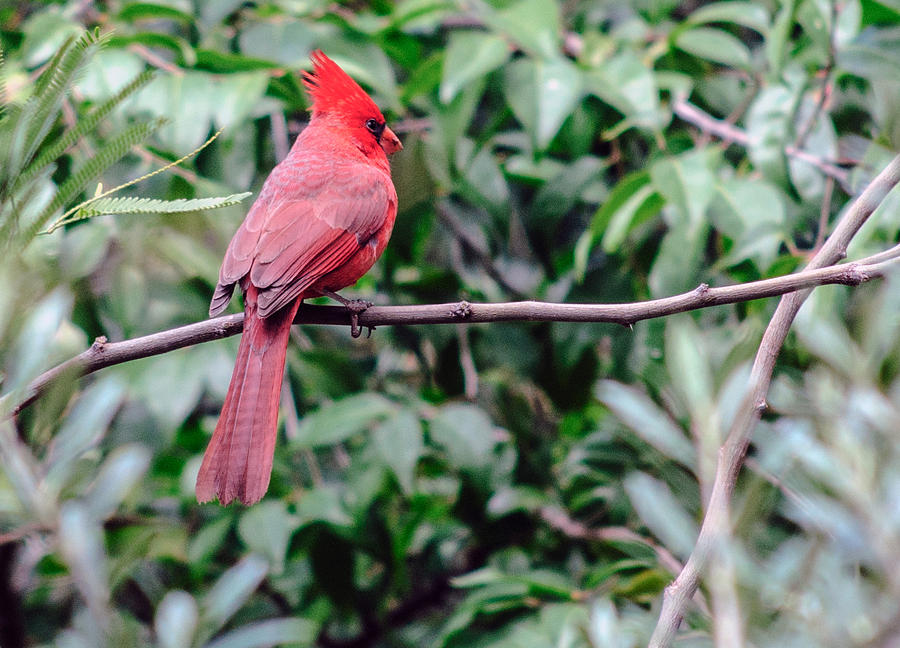 Cardinal Photograph by Tam Ryan