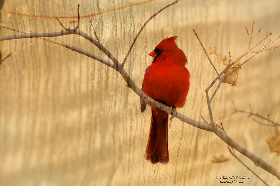 Cardinal texture photoart Photograph by Randall Branham