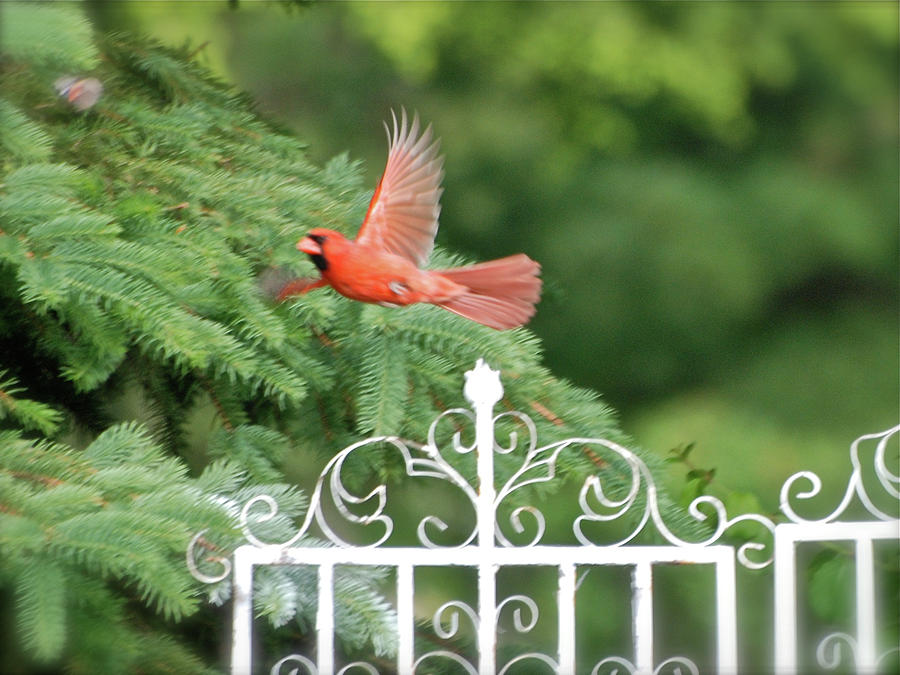 Animal Photograph - Cardinal Time To Soar by Thomas Woolworth