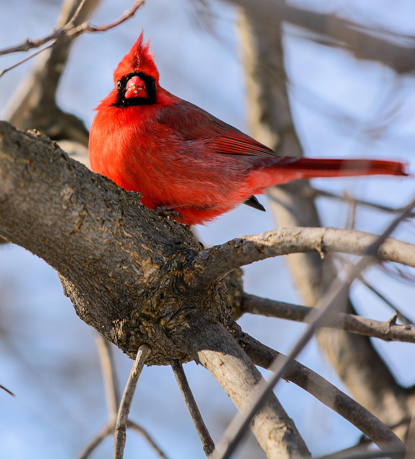 Cardinal Up Close Photograph by James Canning