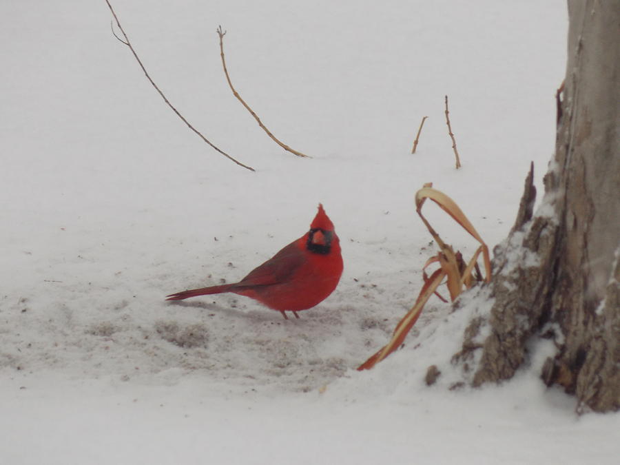 Cardinal Photograph by Virginia White