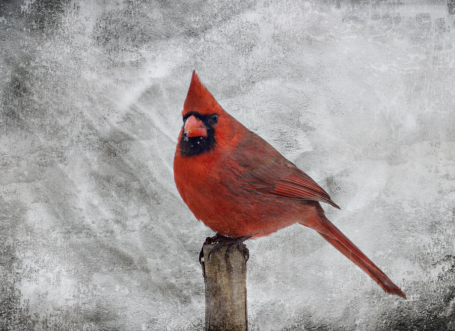 Cardinal Watching Photograph by Sandy Keeton