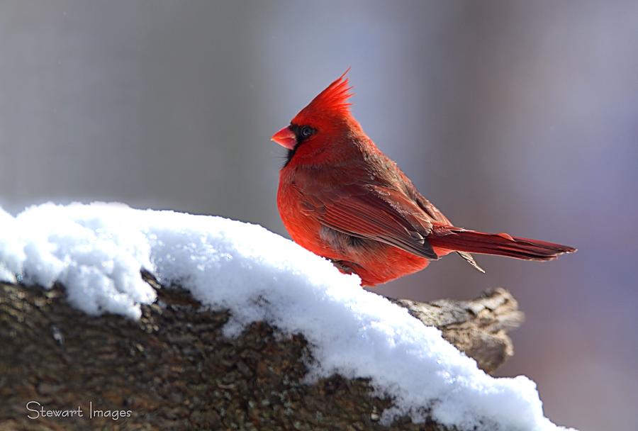 Cardinal Photograph by William Stewart