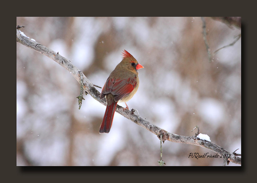 Cardinal Winter Photograph by PJQandFriends Photography
