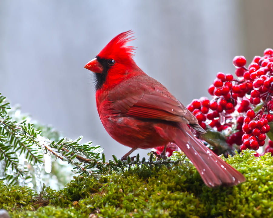 Cardinal winter Photograph by Randall Branham