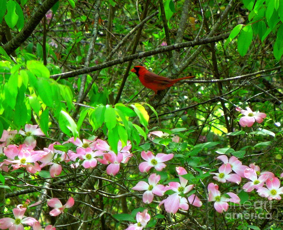 Cardinal with Pink Dogwood Blooms Photograph by Renee Trenholm