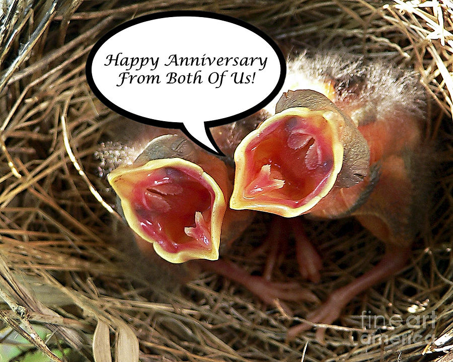 Cardinals Anniversary Card Photograph by Al Powell Photography USA